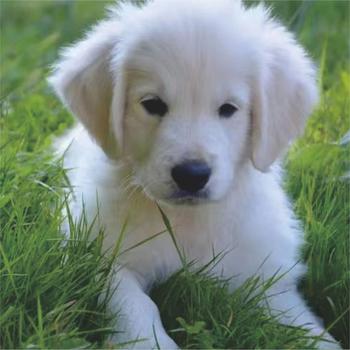 李江短篇小说忠犬丢丢(多人剧)